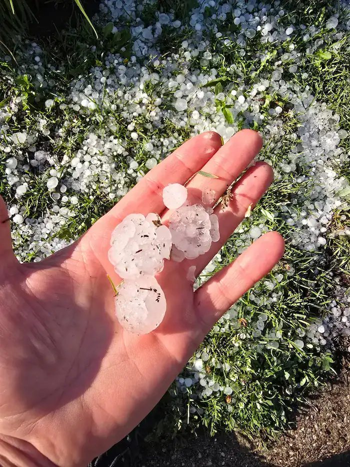 Hail stones in hand while inspecting roofs for hail damage
